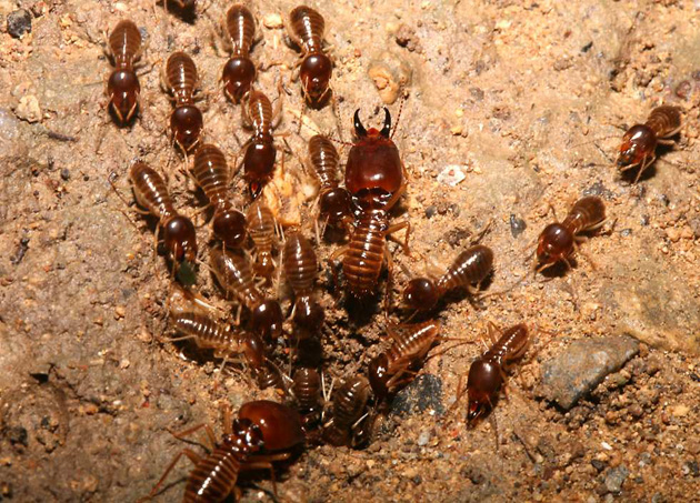 Жуй жука: насекомые с повышенной пищевой ценностью