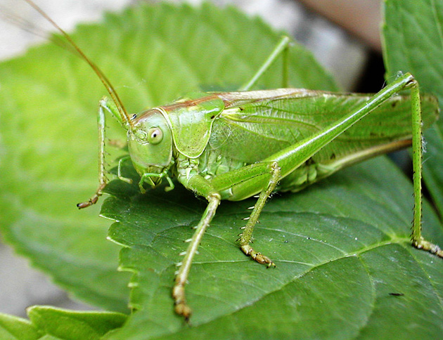 Жуй жука: насекомые с повышенной пищевой ценностью