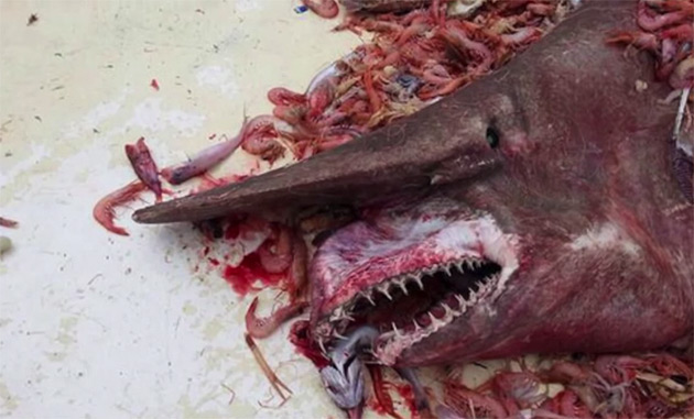 Морские чудовища, случайно попавшие в сети в рыбаков