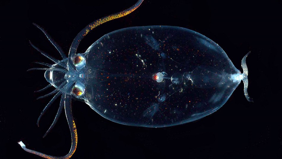 Кто проживает на дне океана: странные существа, найденные в бездне