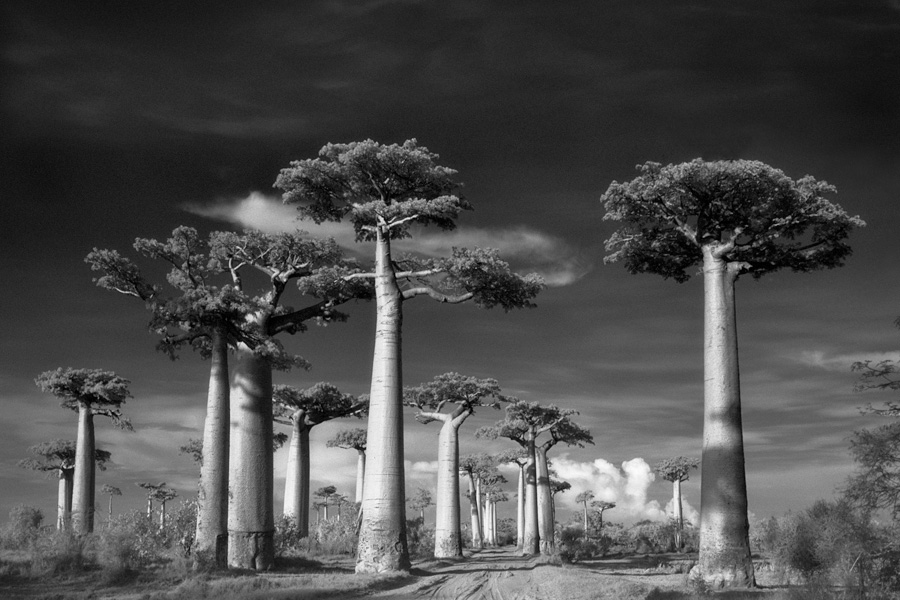 Cтарейшие деревья на планете