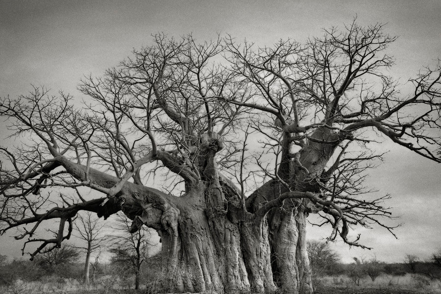 10 старейших деревьев на планете