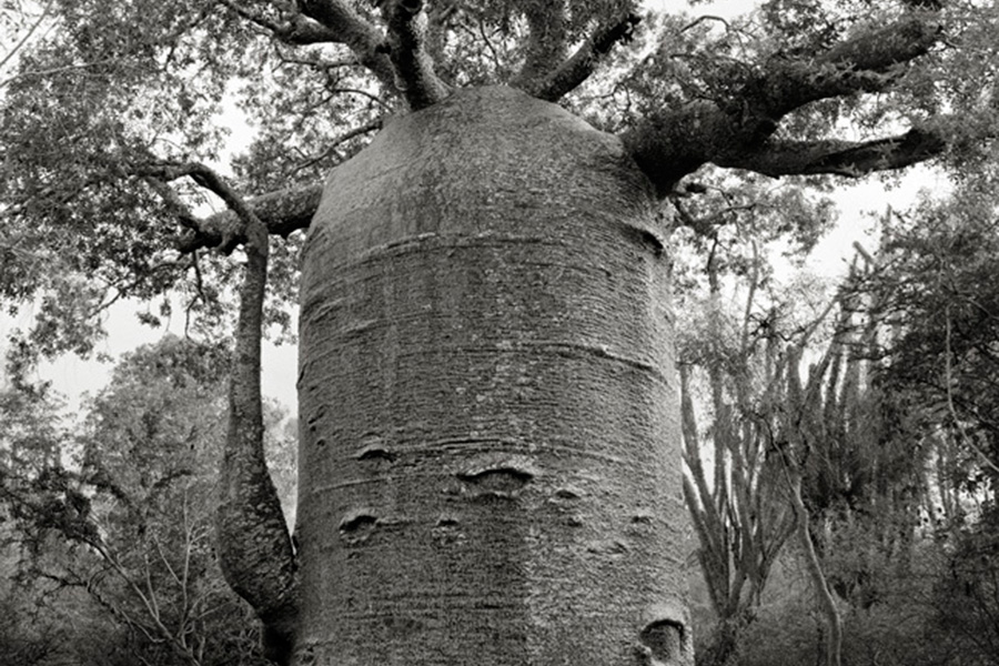 Cтарейшие деревья на планете