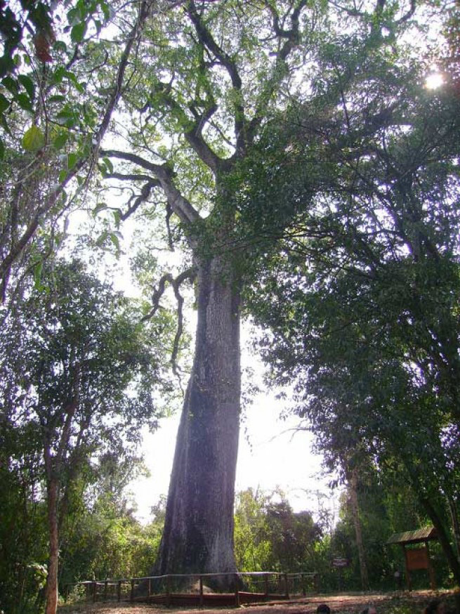 Самые древние деревья на планете