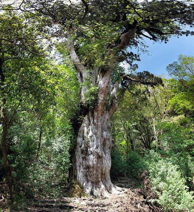 Самые древние деревья на планете