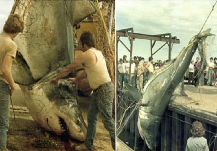 Вес акулы: неизвестен В 1983 году в сети рыбака Дэвида Маккендрика в районе острова Принца Эдуарда попалась большая белая акула. В сети угодила самка длиной 6,1 метр. Акула вошла в топ самых крупных акул, которые были измерены специалистами Центра по исследованию акул Канады.