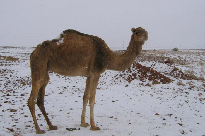 Сахара В январе 2012 года зима пришла в Северную Африку. Снегом засыпало Марокко, южные районы Алжира и даже пустыню Сахара, превратившуюся на сутки в заснеженные поля.