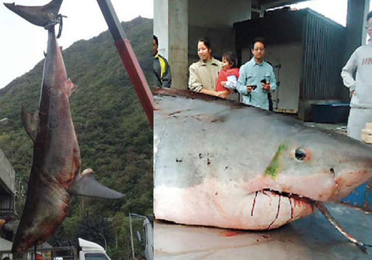 Вес акулы: 1750 кг.
Усилиями 10 рыбаков в 2012 году в Тайване была поймана большая белая акула весом 1750 кг. и длиной 6 метров. Обитатель подводных глубин оказался настолько тяжелым, что рыбаки затаскивали его на борт судна целый час.
