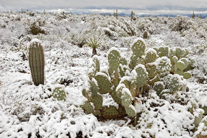 Атакама В самом засушливом месте на Земле — пустыне Атакама — в 2013 году выпал снег. За последние несколько лет это уже не первый случай, когда в пустыне можно наблюдать снегопад, но, как утверждают жители коммуны Сан-Педро-де-Атакама, этот снегопад был самым сильным за последние 30 лет.