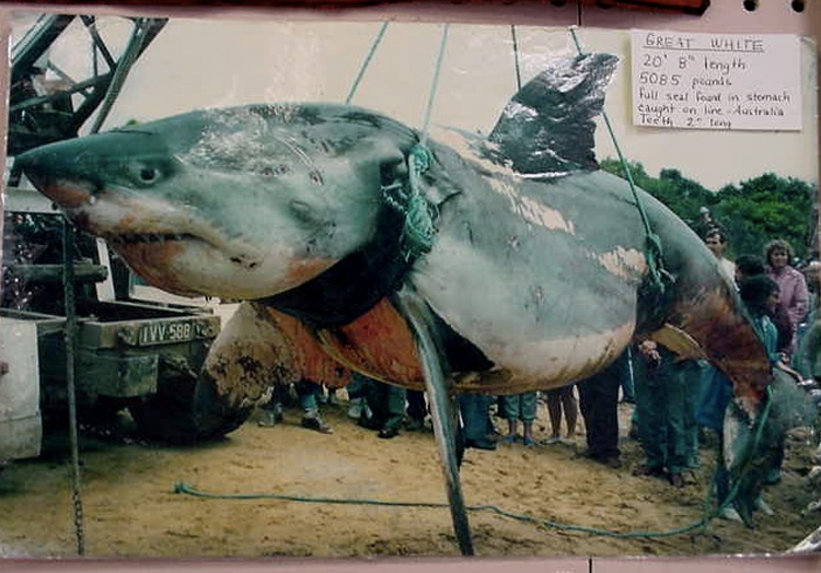 Вес акулы: 2306 кг.
В 1970 году у острова Филлипа была поймана самая большая по весу акула в истории. Вес акулы длиной 6,2 метра составил 2306 кг. Хотя это считается абсолютным рекордом, многие ставят его под сомнение, поскольку перед тем как акула была поймана, она успела плотно подкрепиться тюленем, остатки которого были найдены в ее желудке.  