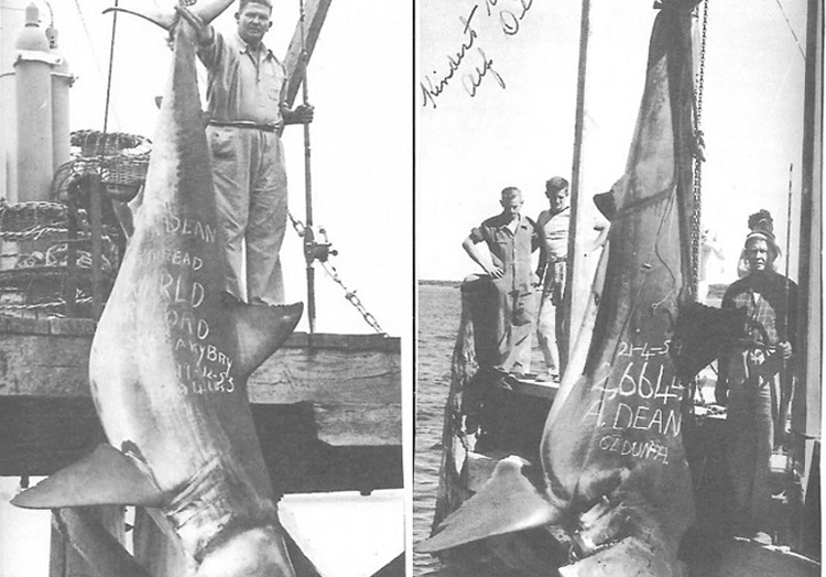 Вес акулы: 1208 кг.  Одной из крупнейших пойманных акул, зарегистрированных Международной ассоциацией агентств рыбы и дичи, стала акула, пойманная Альфом Дином. На побережье австралийского Сидуна в 1959 году рыбак выловил 5-метровую акулу весом 1208 кг.