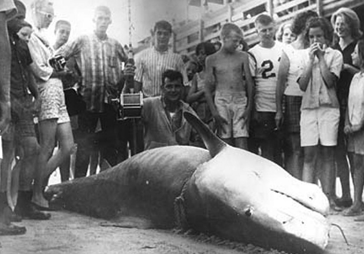 Вес акулы: 807 кг. Вальтер Максвелл вписал свое имя в историю как рыбак, которому посчастливилось поймать одну из самых больших тигровых акул. У Миртл-Бич, Южная Каролина, в 1964 году его добычей стала 807-килограммовая тигровая акула. Его рекорд никто не мог превзойти на протяжении 40 лет.