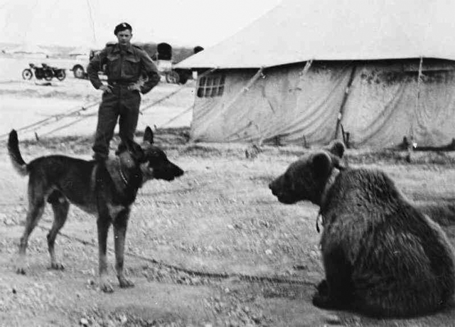 Войтек: боевой медведь, который воевал с фашистами