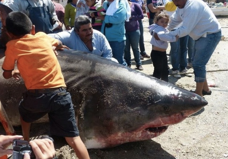 Вес акулы: 907 кг. В 2012 году после очередной рыбалки мексиканский рыбак вернулся местным героем. Его основным уловом, за которым он отправился в море Кортеса, стала 907-килограммовая большая белая акула. Длина акулы составила 6 метров. 