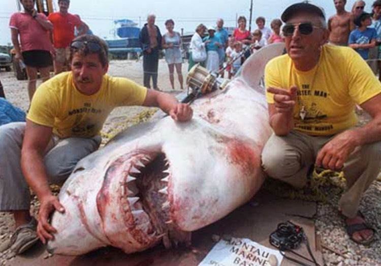 Вес акулы: 2041 кг.
Чтобы поймать большую белую акулу в 1964 году, в числе прочего Фрэнку Мандусу потребовалось пять гарпунов. После 5 часов противостояния акула все же сдалась. Вес добычи составил 2041 кг.
