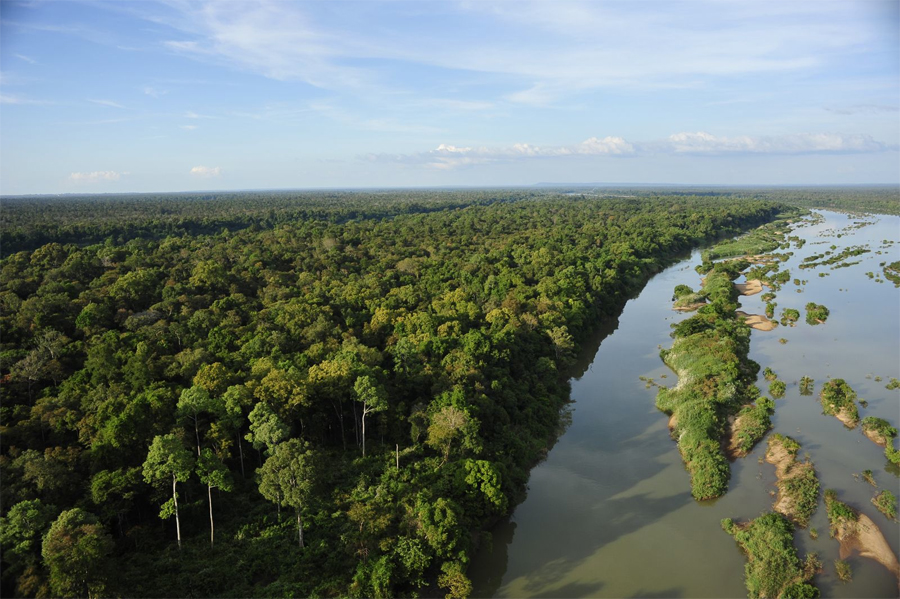 8 реликтовых лесов мира, которые скоро исчезнут