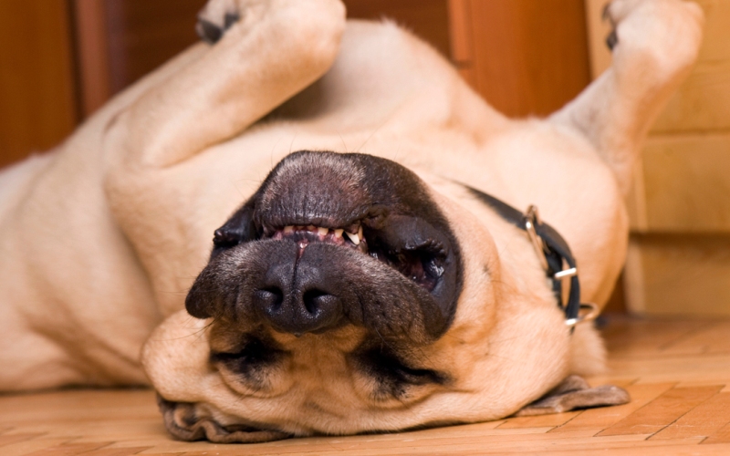 Огромные собаки: мифы придуманные плохими хозяевами