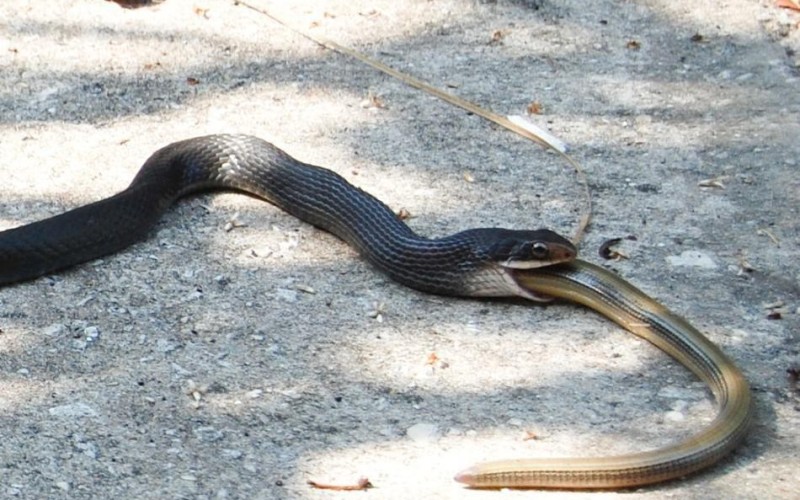 10 глупых мифов о змеях