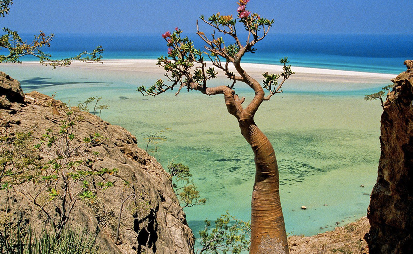 Сокотра: остров с другой планеты