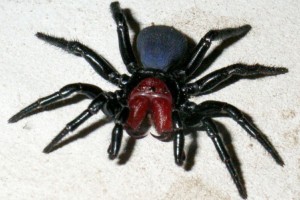 spiders