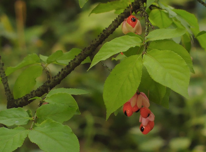 Опасные лесные ягоды, которые лучше обходить стороной