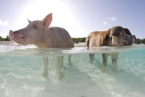 pigs
