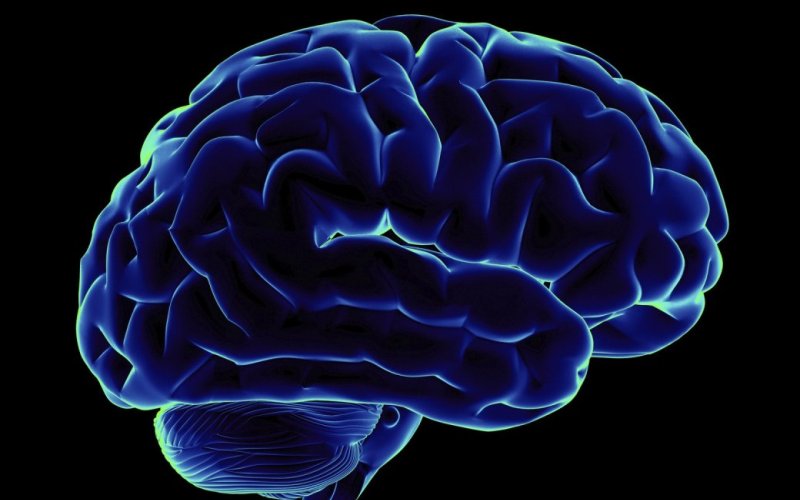 МозгГиппокамп – участок мозга, который отвечает за обучение и память, и обонятельная луковица регулярно обновляют свои клетки. Причем, чем выше физическая и мозговая активность, тем чаще образуются новые нейроны в этих участках.
