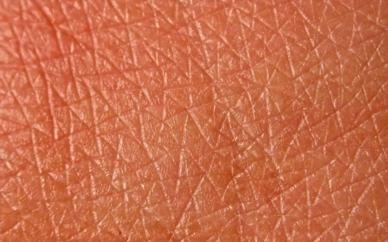 Клетки кожиПолное замещение клеток эпителия происходит за 14 дней. Клетки кожи формируются в глубоких слоях дермы, постепенно выходят на поверхность и заменяют старые клетки, которые отмирают и отшелушиваются. За один год наш организм продуцирует около двух миллиардов новых клеток кожи.