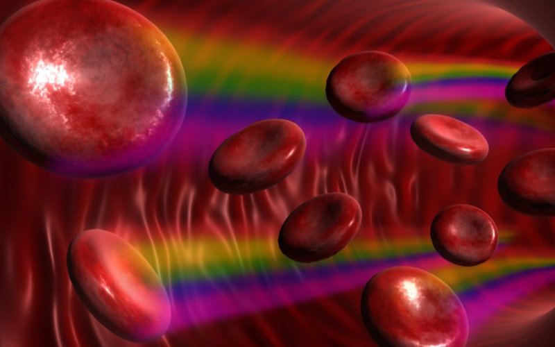 Клетки кровиПолное обновление клеток крови занимает от 120 до 150 дней. Организм здорового человека ежедневно продуцирует столько же клеток крови, сколько их погибает, а это число равно около 500 миллиардам клеток, имеющим разное назначение.