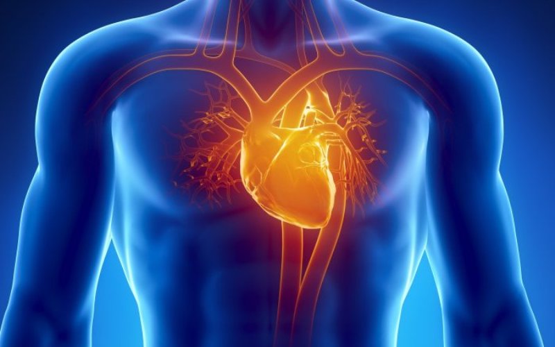 СердцеВ течение долгого времени предполагалось, что клетки миокарда (сердечной мышечной ткани) вообще не обновляются. Однако недавние исследования показали, что полное обновление сердечной мускулатуры происходит примерно раз в 20 лет.