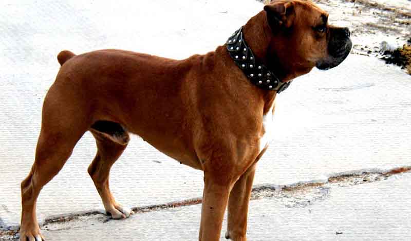 Сторожевая собака: 7 пород, которые не дают спуску