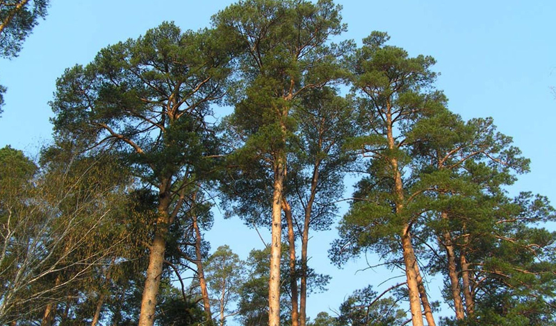 6 главных деревьев, которые помогут выжить в лесу