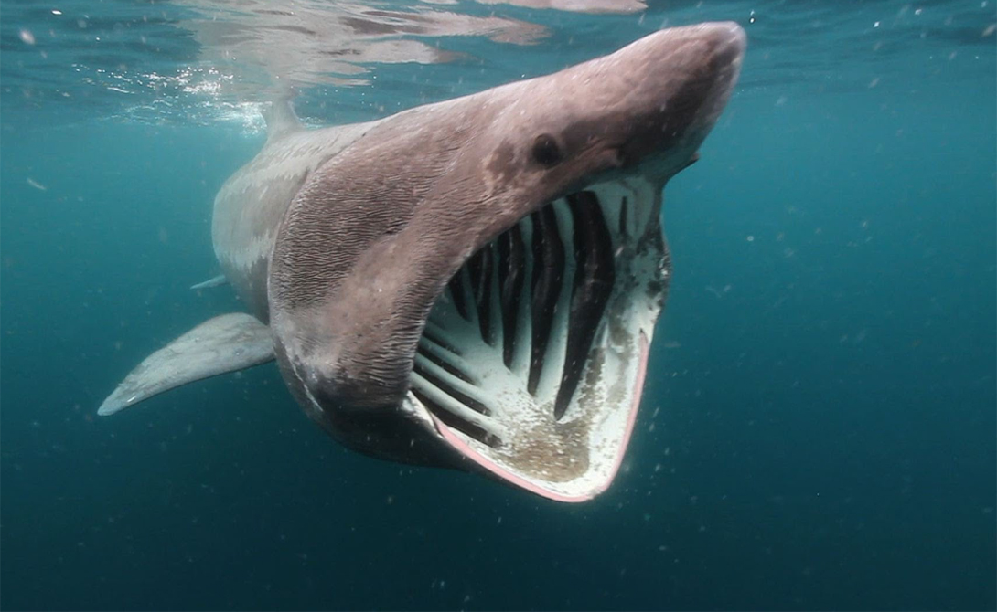 Странные и пугающие акулы, найденные в морских глубинах