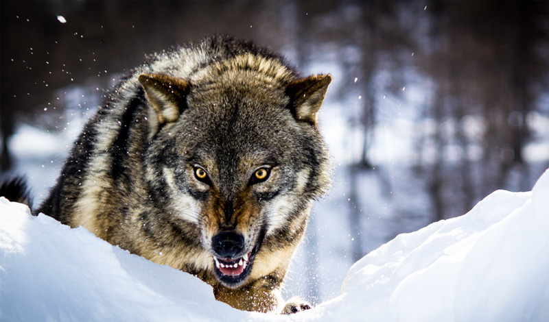 Как противостоять стае волков и уйти: советы егерей