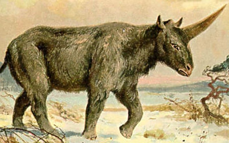 Сибирский единорог: ученые нашли неизвестное существо в вечной мерзлоте