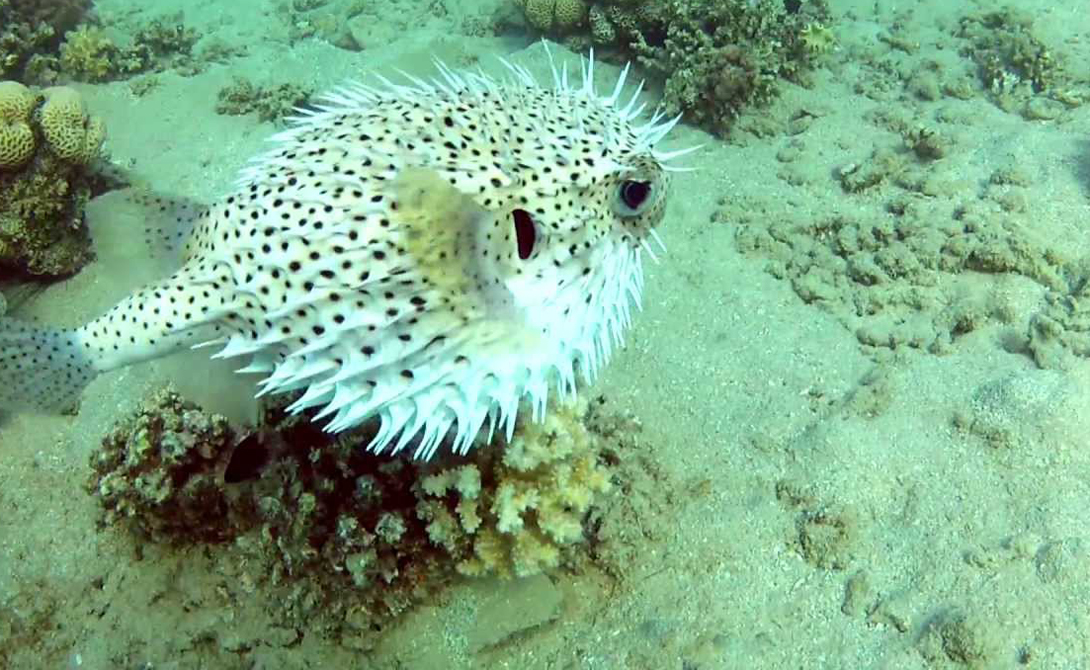 Чудовища из бездны: опасные подводные создания, которые известны науке