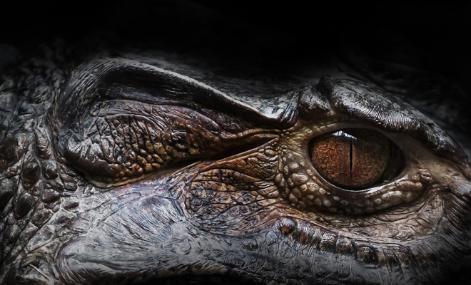 Рептилия из ада: как выглядит самый большой крокодил в мире