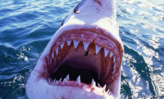 Большая белая акула напала на серфера: реальное видео