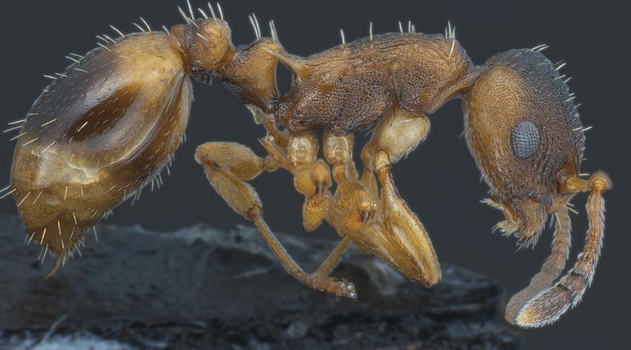 10 самых странных муравьев в мире