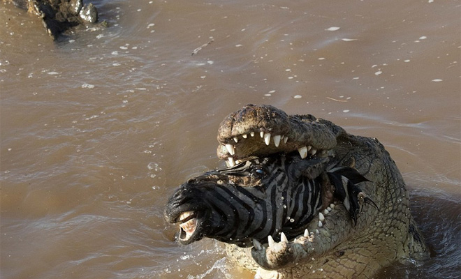 Нырок в смертельные челюсти: чудовищный крокодил проглотил зебру целиком
