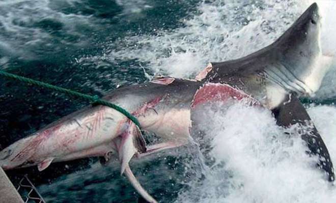 Огромное нечто перекусило белую акулу пополам и испугало рыбаков