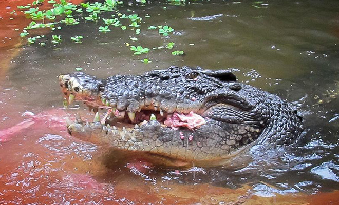 Крокодил-монстр напал на охотников и был застрелен. Но главная опасность поджидала людей в его брюхе!