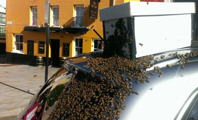 Огромный рой пчел два дня преследовал машину несчастной женщины