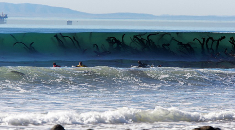Фотографии, которые заставляют панически бояться моря