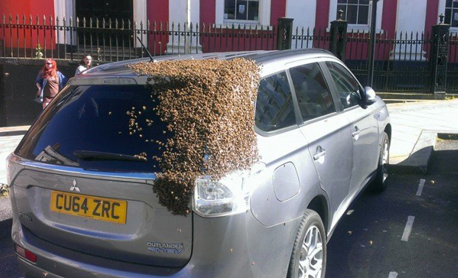 Огромный рой пчел два дня преследовал машину несчастной женщины
