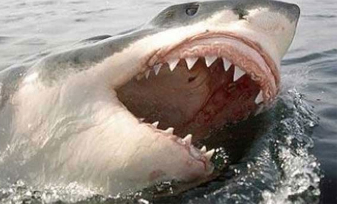 Огромное нечто перекусило белую акулу пополам и испугало рыбаков