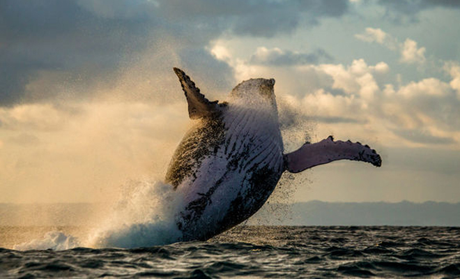Стая косаток напала на кита с детенышем и получила неожиданный отпор