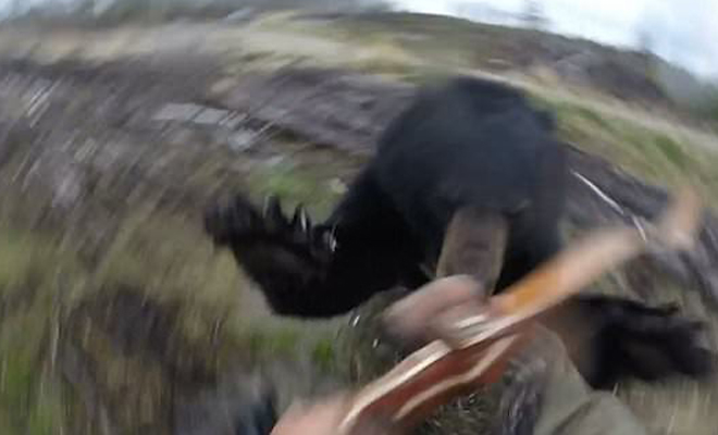 Черный медведь против глупого охотника с луком: реальное видео