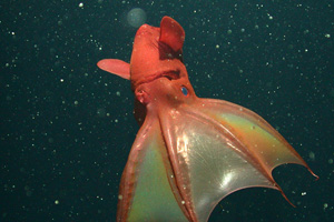 Tiburon Dive# 682
Lat= 36.69628143
Lon= -122.08329010
Depth= 757.2 m Temp= 4.612 C Sal= 34.302 PSU Oxy= 0.36 ml/l Xmiss= 85.3%
Source= digitalImages/Tiburon/2004/tibr682/DSCN7421.JPG
Epoch seconds= 1085756592
Beta timecode= 01:00:29:28