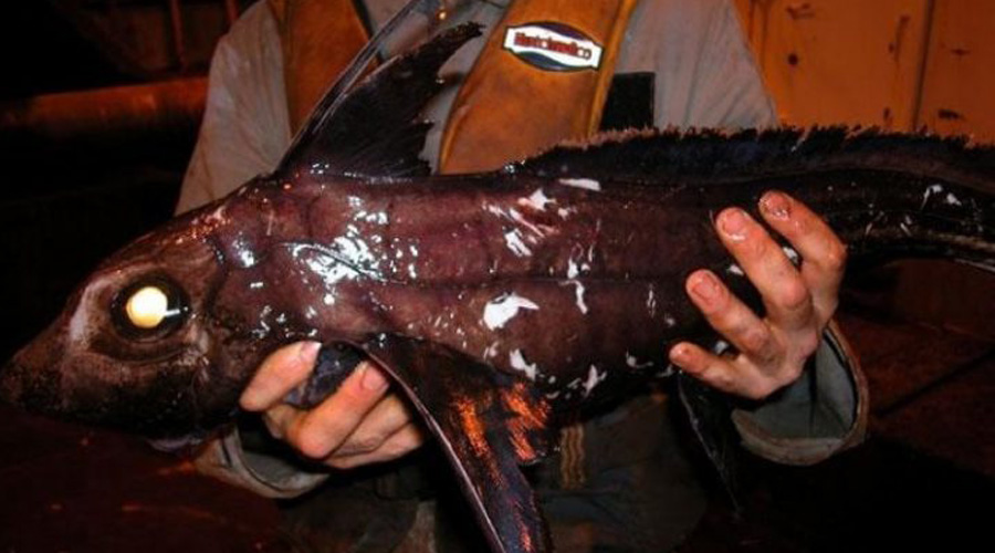 Страшный улов: дары моря, которые рыбаки боялись поднимать наверх